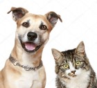 Памятка для владельцев собак и кошек